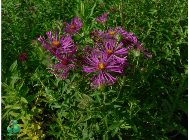 Aster novae-angliae   'Septemberrubin'
